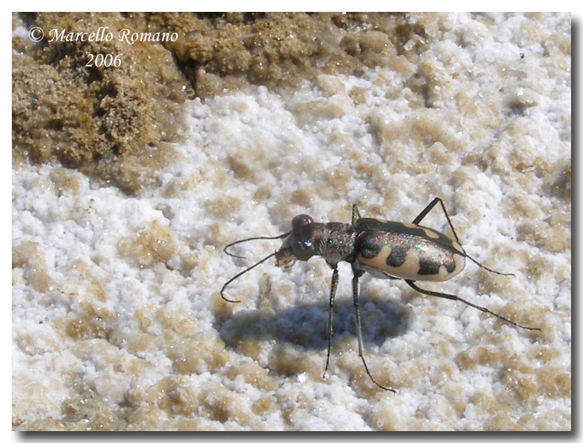 Cephalota litorea goudoti, Cicindela della steppa salata